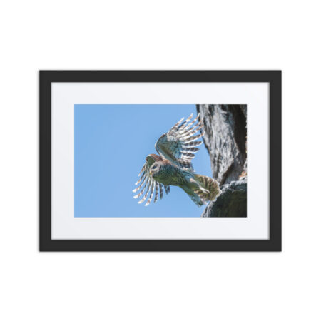 Magic Feathers! Framed poster