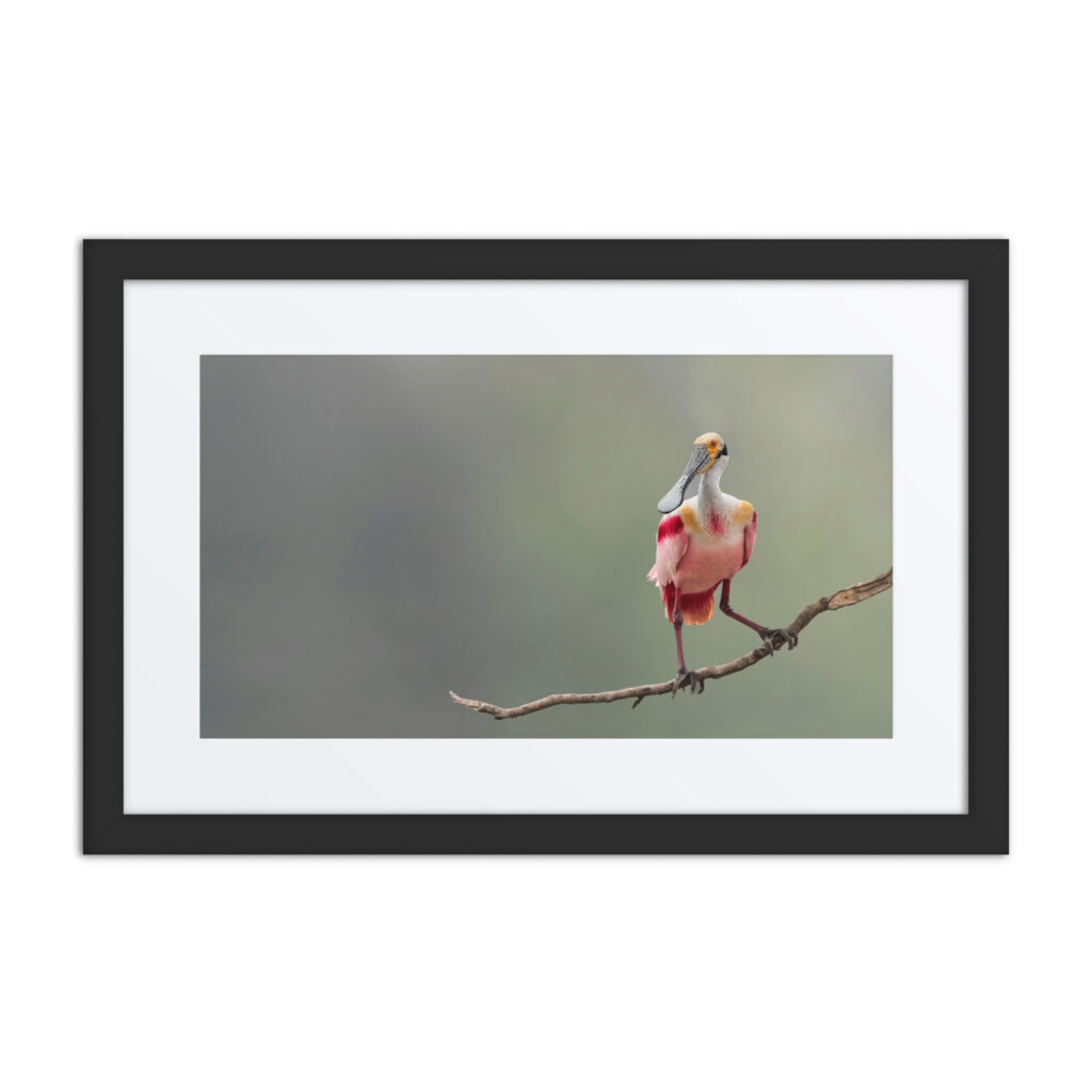 Roseate Spoonbill! Framed poster