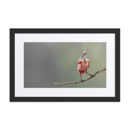 Roseate Spoonbill! Framed poster