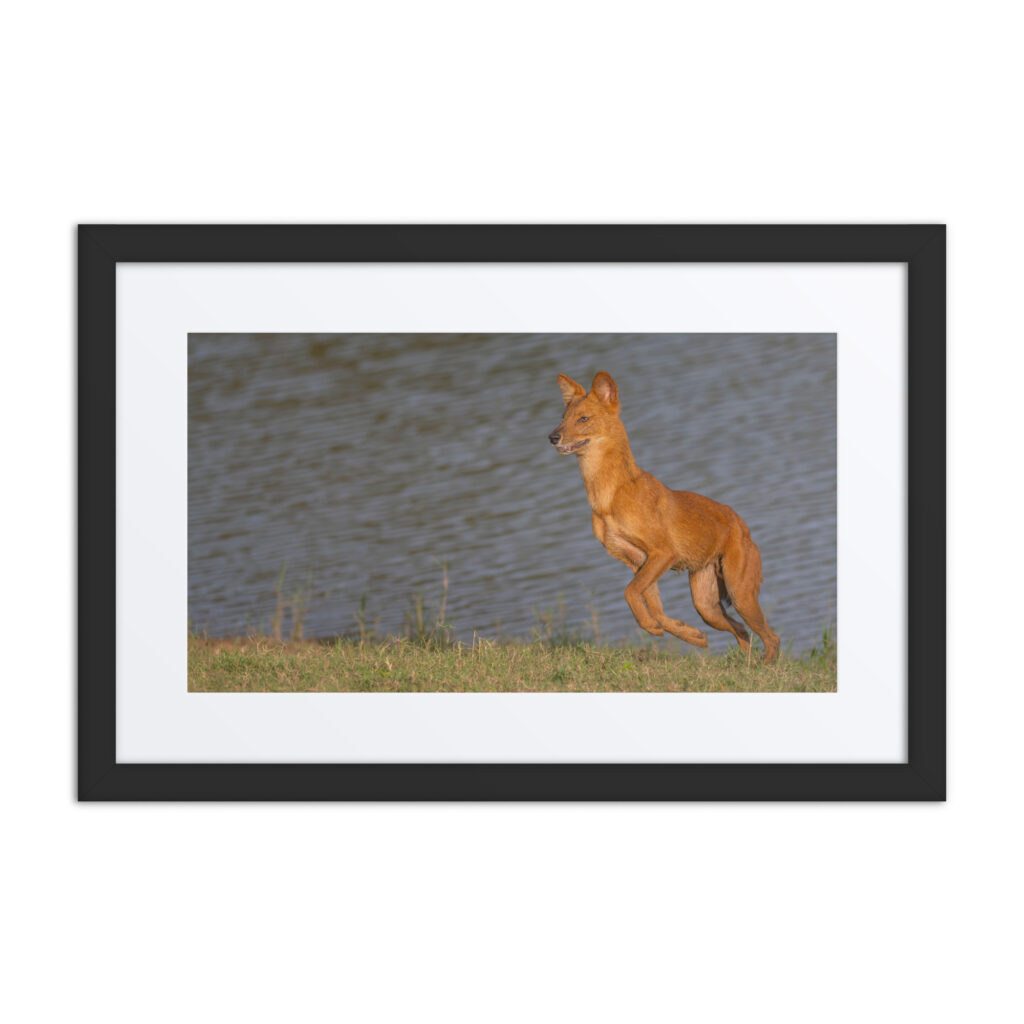 Dhole! Framed poster