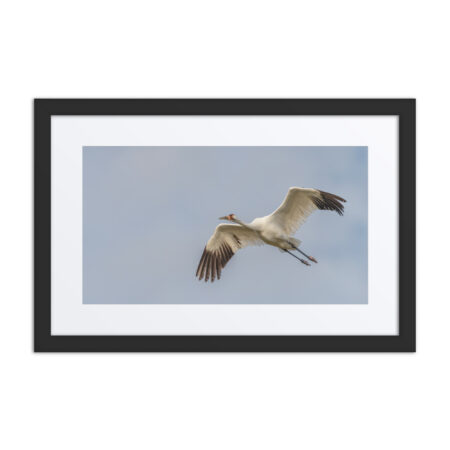 Whooping crane! Framed poster