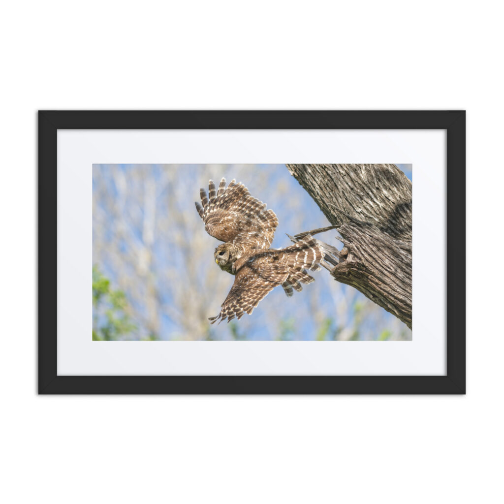 Barred owl! Framed poster