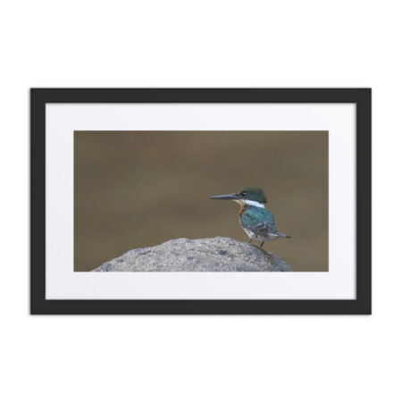 Green kingfisher! Framed poster