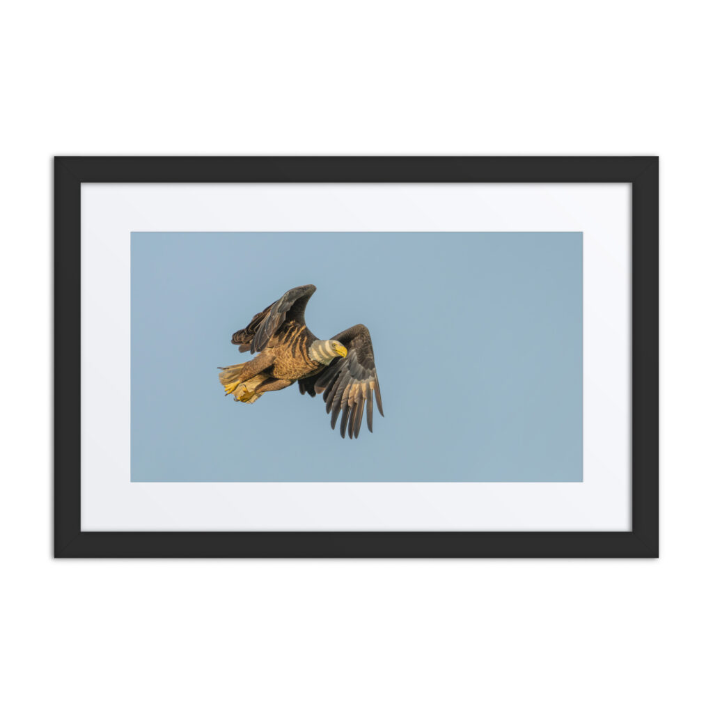Bald eagle! Framed poster