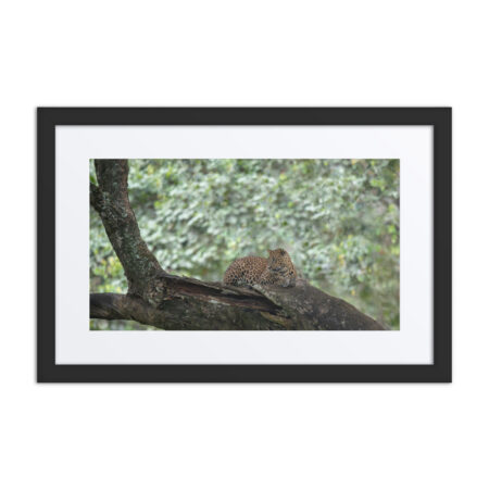 Leopard! Framed poster