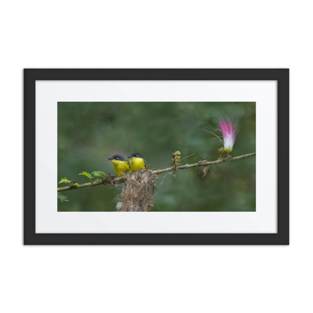 Common tody flycatcher! Framed poster