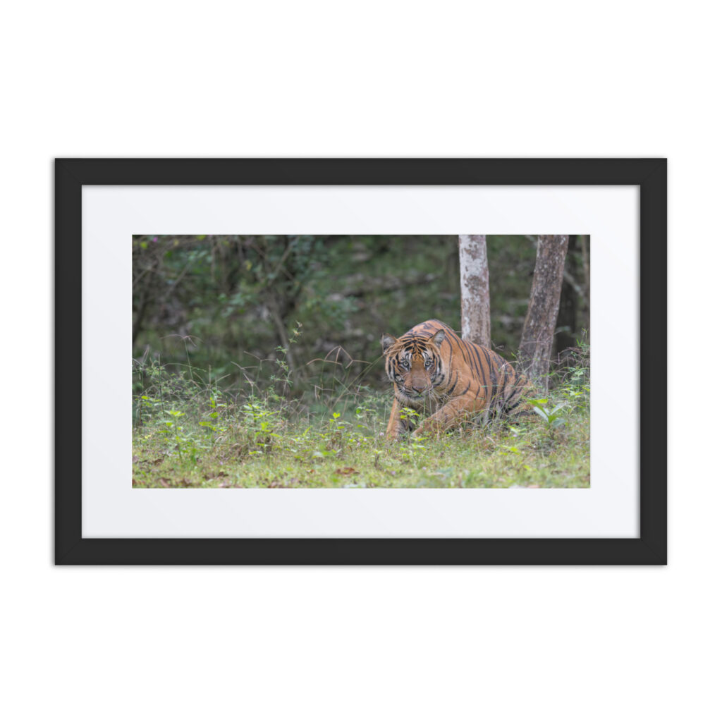 Indian Tiger! Framed poster