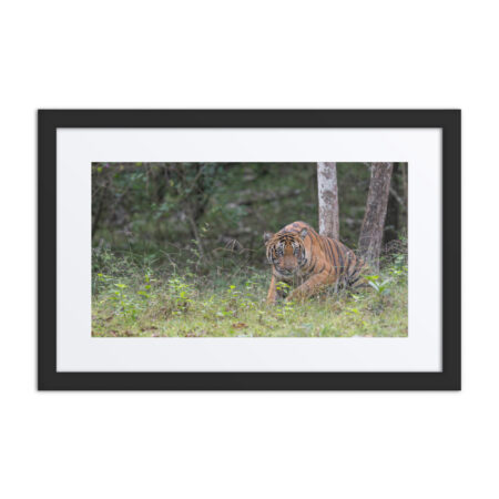 Indian Tiger! Framed poster