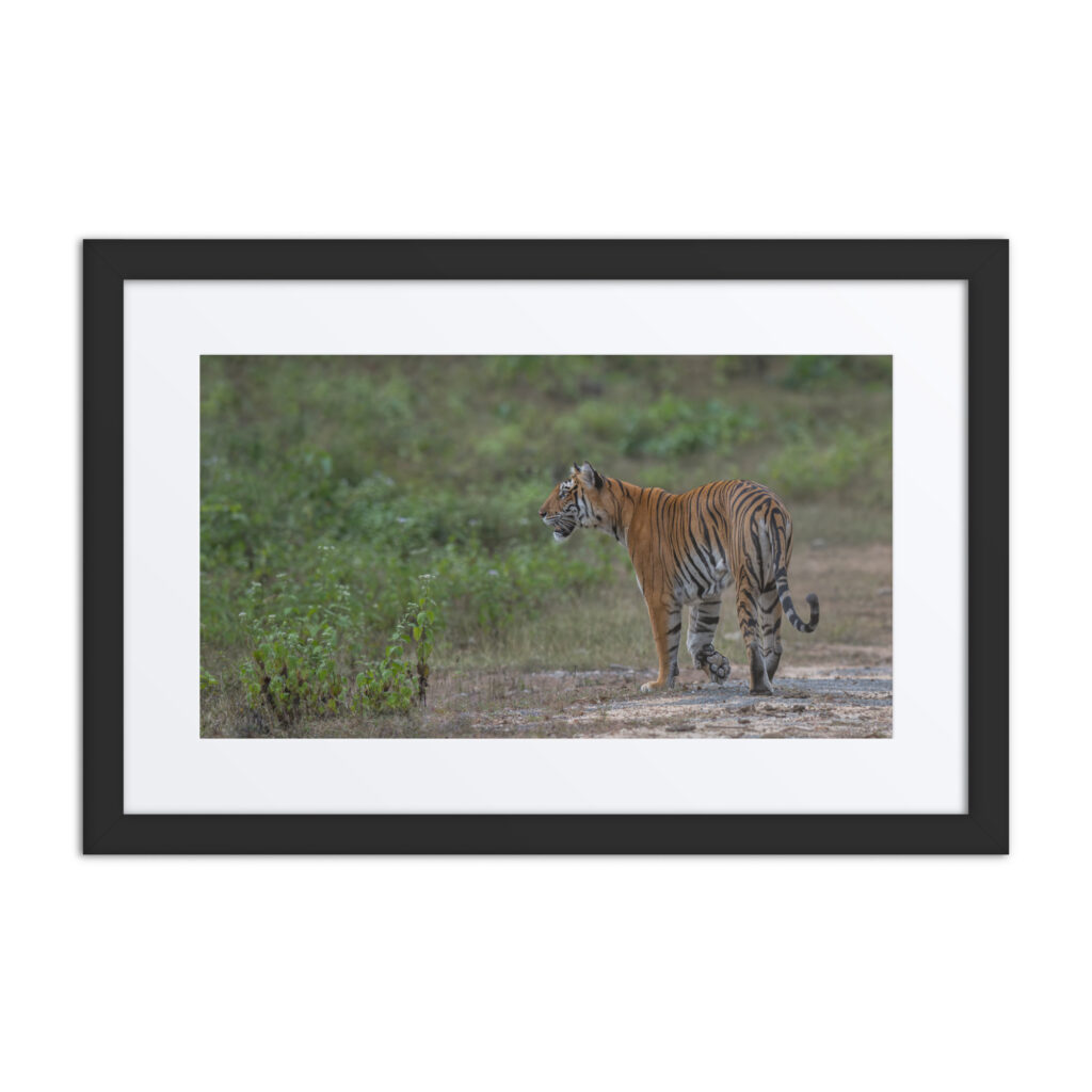 Tiger! Framed poster