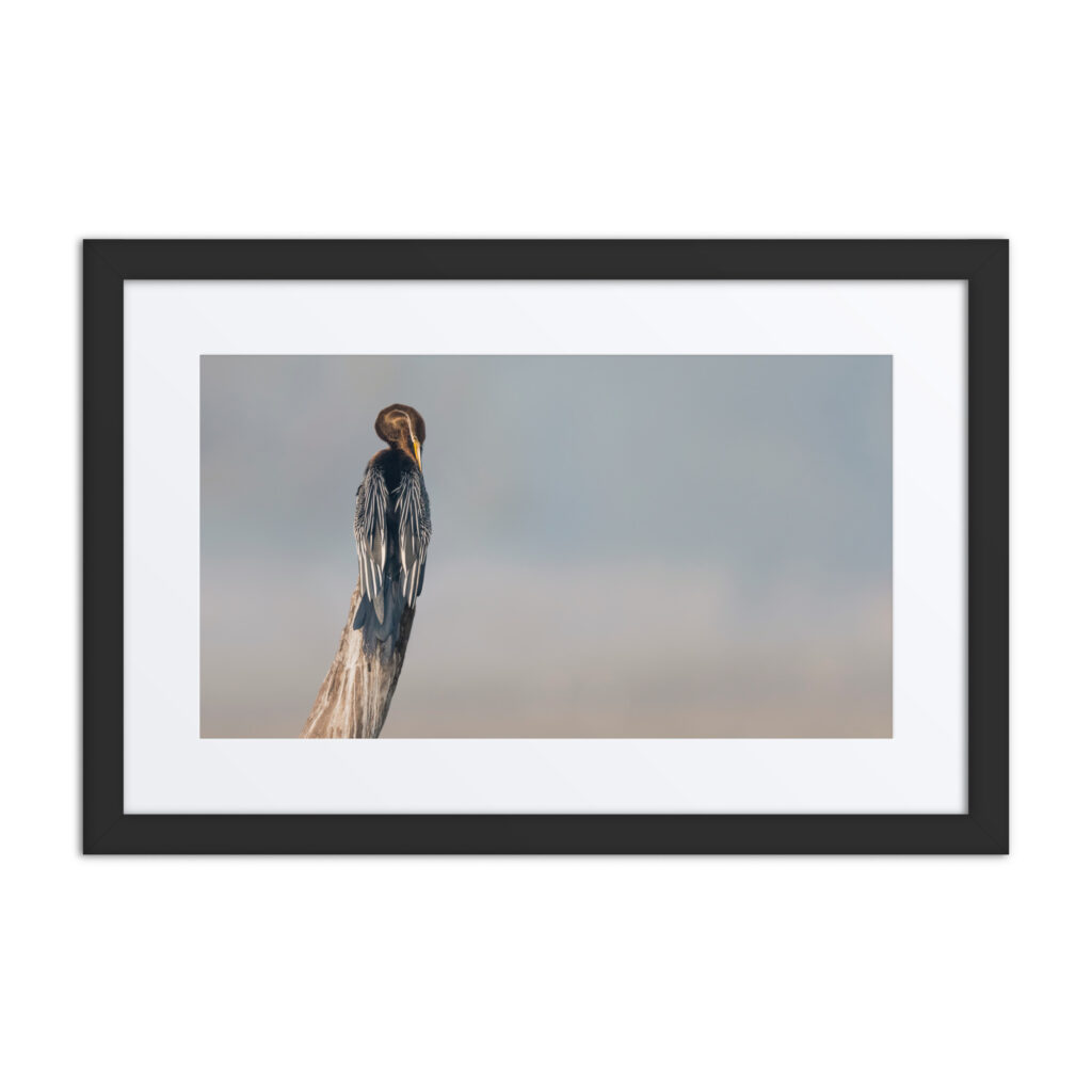 Indian Darter! Framed poster