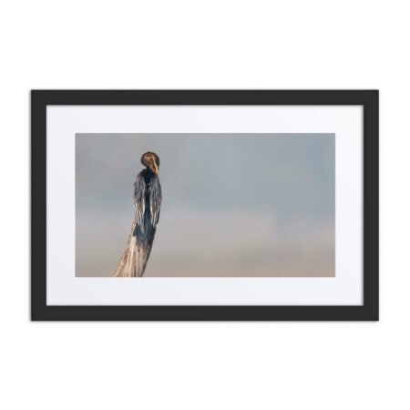 Indian Darter! Framed poster