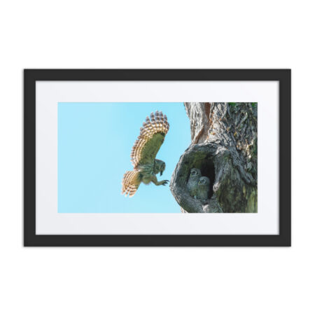 Feeding Time - Female Barred owl Framed poster