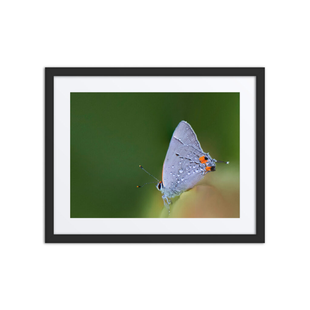 Dew Drops! Framed poster