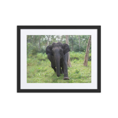 Indian Elephant! Framed poster