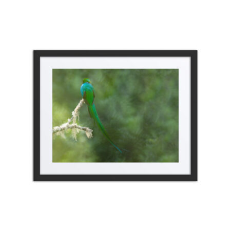 Resplendent Quetzal! Framed poster