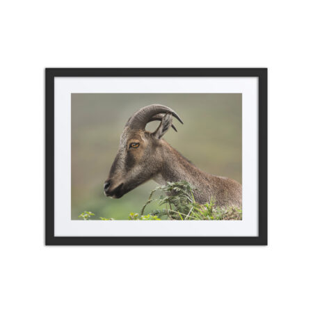 Nilgiri tahr! Framed poster