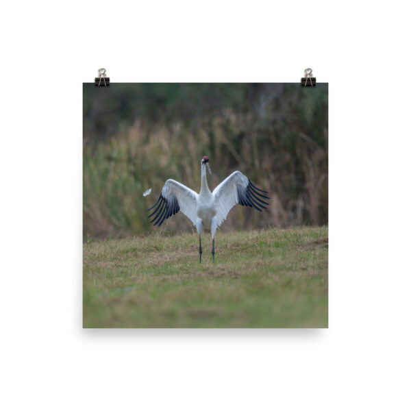 Whooping crane feather!  Photo paper poster - Image 3