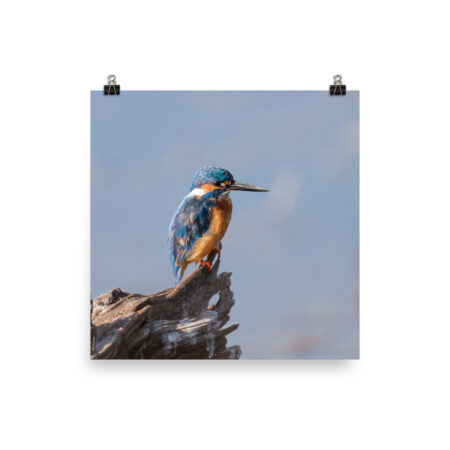 Common kingfisher! Photo paper poster