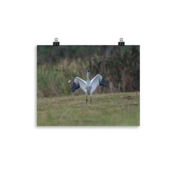 Whooping crane feather!  Photo paper poster - Image 4