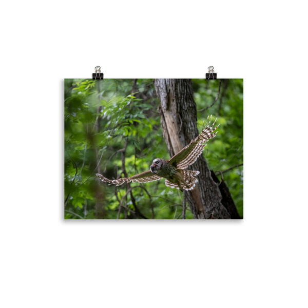 Barred Owl spreading its wings! Photo paper poster - Image 3