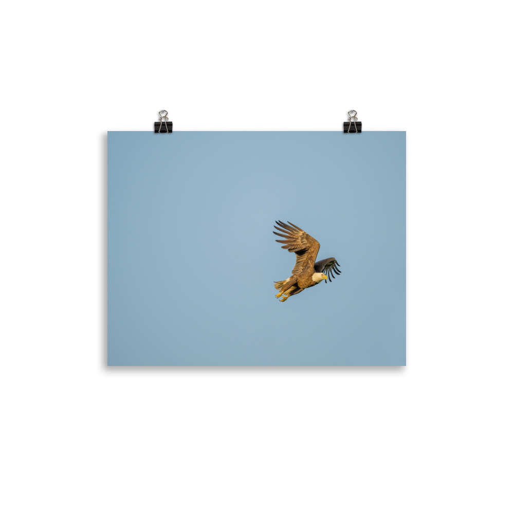 Blue Sky Bald Eagle! Photo paper poster - Image 4