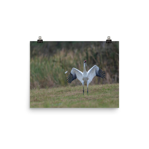 Whooping crane feather!  Photo paper poster - Image 6