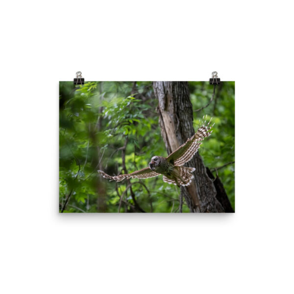 Barred Owl spreading its wings! Photo paper poster - Image 4