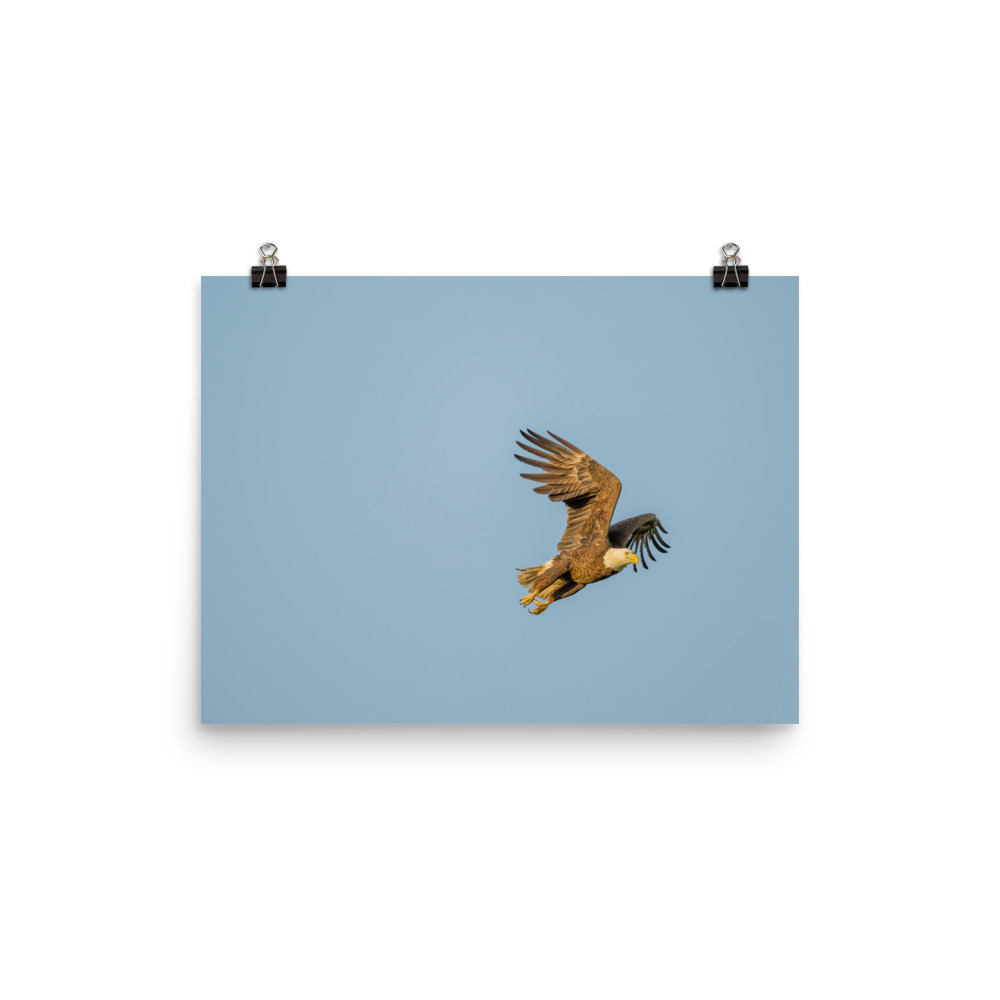 Blue Sky Bald Eagle! Photo paper poster - Image 6