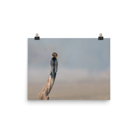 Indian Darter! Photo paper poster