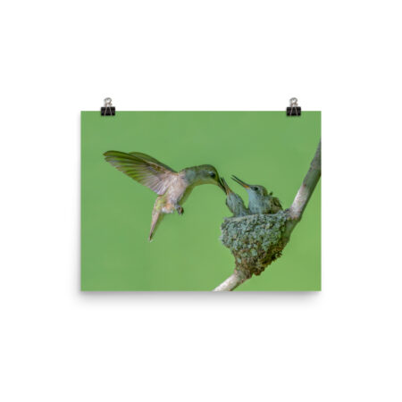 Black-chinned hummingbird ! Photo paper poster