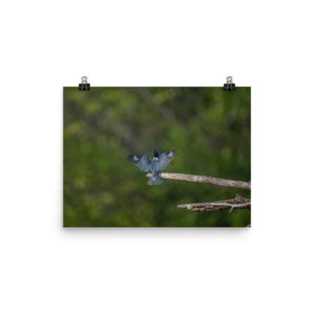 Belted Kingfisher! Photo paper poster