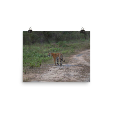Tiger! Photo paper poster