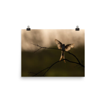 Scissor Tailed Flycatcher! Photo paper poster
