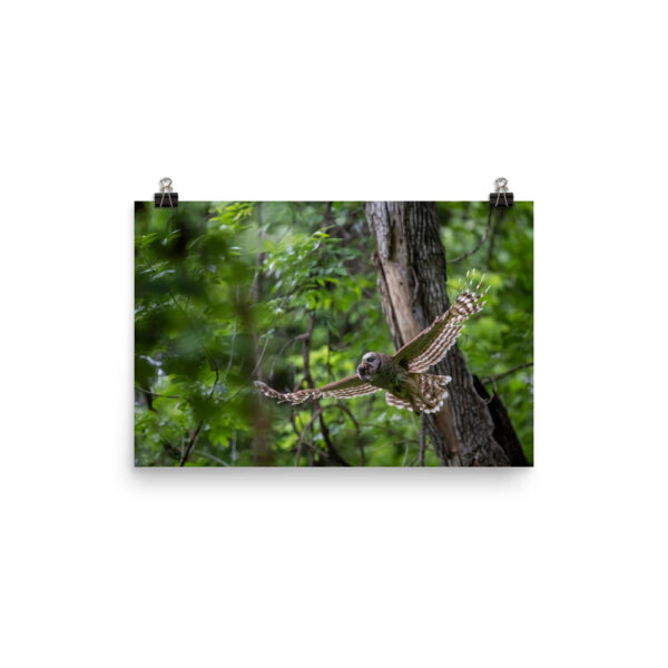 Barred Owl spreading its wings! Photo paper poster - Image 5