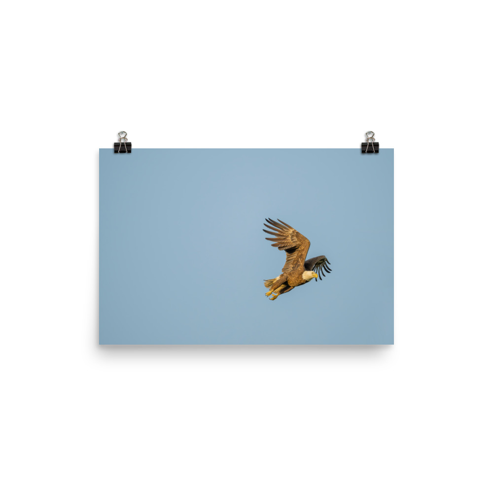 Blue Sky Bald Eagle! Photo paper poster - Image 7