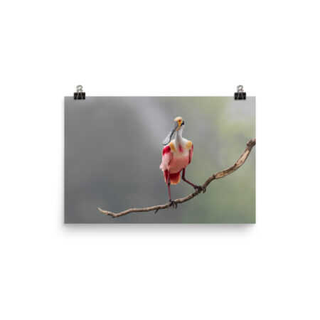 Roseate Spoonbill! Photo paper poster