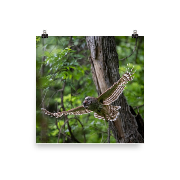 Barred Owl spreading its wings! Photo paper poster - Image 6