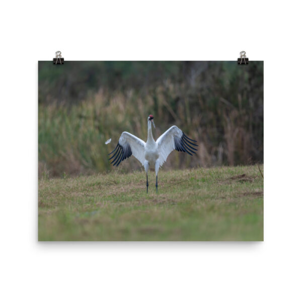Whooping crane feather!  Photo paper poster - Image 10