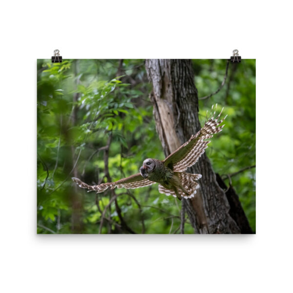 Barred Owl spreading its wings! Photo paper poster - Image 7