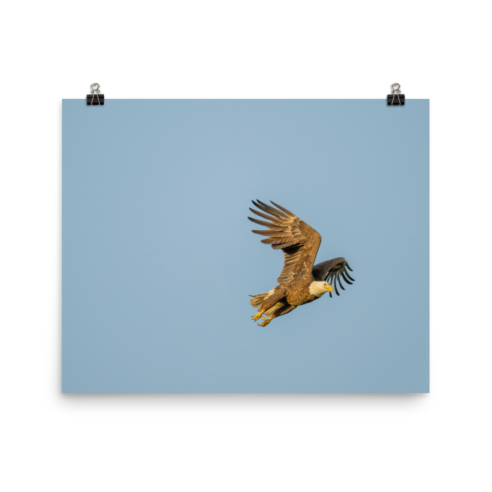 Blue Sky Bald Eagle! Photo paper poster - Image 10