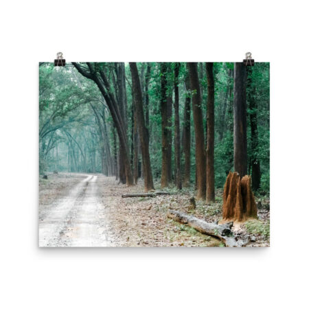 The Path less Understood! Photo paper poster