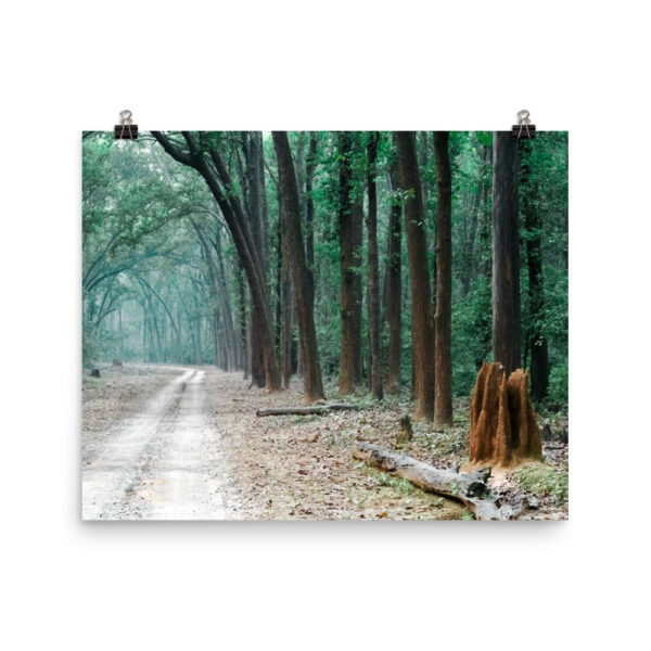 The Path less Understood! Photo paper poster