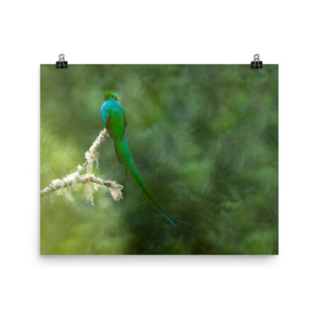 Resplendent Quetzal! Photo paper poster