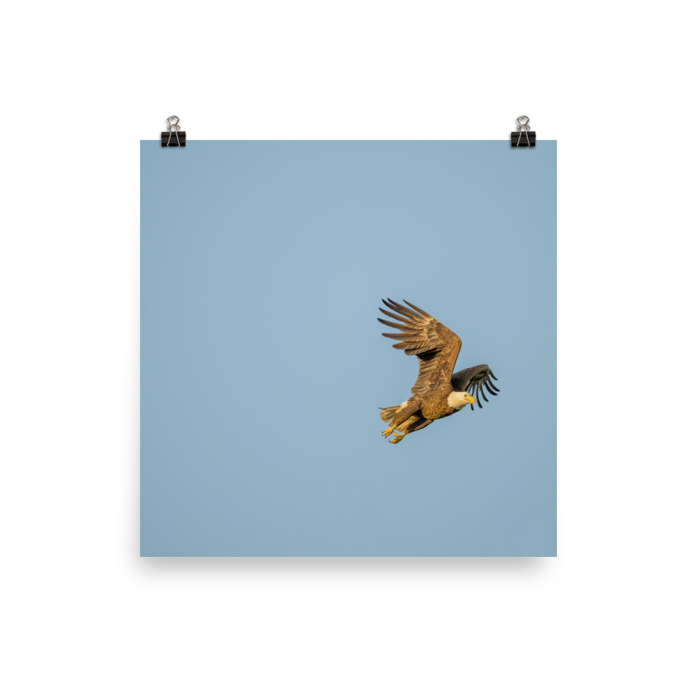 Blue Sky Bald Eagle! Photo paper poster - Image 11