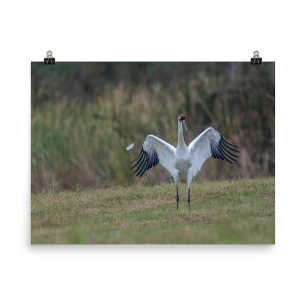 Whooping crane feather!  Photo paper poster - Image 12