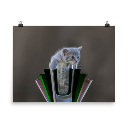 Gray Kitten! Photo paper poster