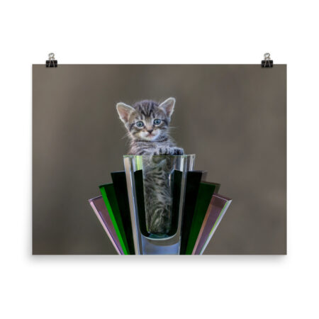 Surprised Kitten! Photo paper poster