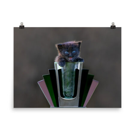 Kitten with Blue Eyes! Photo paper poster