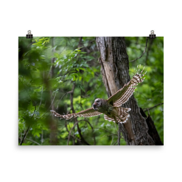 Barred Owl spreading its wings! Photo paper poster - Image 8