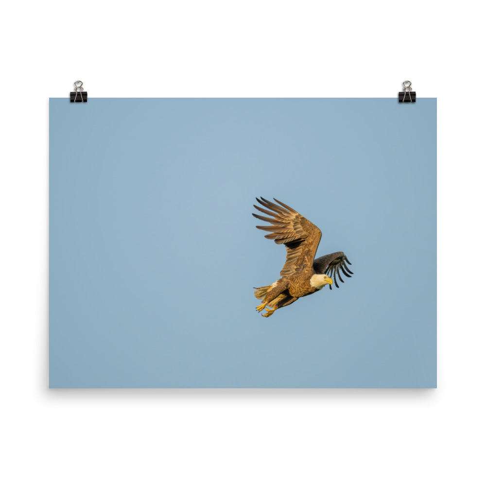 Blue Sky Bald Eagle! Photo paper poster - Image 12